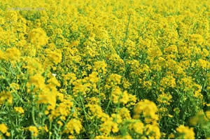 ��ʼ�ء�˫�͡��Ͳ�����������