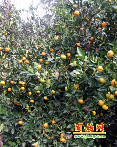 �й���������Ʒ������ʼӭ�Ӹ���