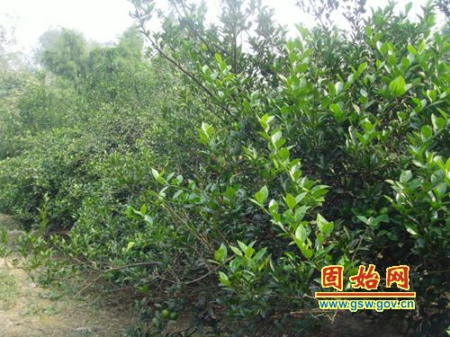 �й���������Ʒ������ʼӭ�Ӹ���